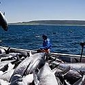 Panam y Estados Unidos coordinan acciones para disminuir pesca ilegal