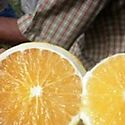 Vitamina C el mejor descuento para el adulto mayor