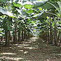 Marchitamiento de los bananos y pltanos por Fusarium raza 4