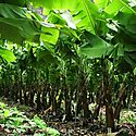Proteccin especial a trabajadores bananeros