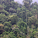 Panam lanza estrategia para conservar Selva Maya