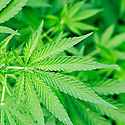 Siete empresas podrn fabricar cannabis medicinal en Panam
