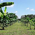 Sector bananero latinoamericano reclama por altos costos