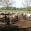 ANAGAN unir fuerzas para que Estados Unidos renegocie TPC con Panam