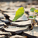 No todas las plantas superaran el cambio climtico
