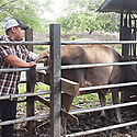 Curso de Inseminacin Artificial en Ganado Bovino