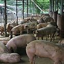 Panam emite decreto para control de importacin y comercializacin de productos de cerdo