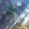 Amazona brasilea bajo alerta de deforestacin