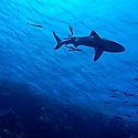 Panam insta a regular comercializacin de 19 especies de tiburones