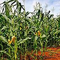 Productores de maz recibirn pagos por 23 millones de balboas