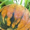 El zapallo panameo mantiene el ritmo de produccin