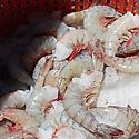 Panam se juega la exportacin de mariscos a Europa