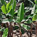 Productores de pltano de Bar sern apoyados por el MIDA