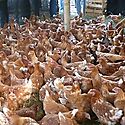 En el 2020 en Panam se redujo la produccin de aves