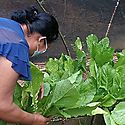 Trabajar la tierra garantiza la seguridad alimentaria en Cocl