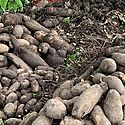 Pequeos productores ofrecen sus cosechas a Panam Solidario