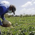 Productores fortalecen la produccin agrcola panamea