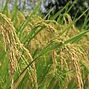 Culmina escuela de campo en el cultivo de arroz de Ciencias Agropecuarias en Chiriqu