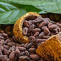 Cacao panameo gana el bronce en el Cocoa of Excellence Awards 2021 en Italia
