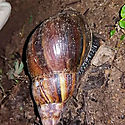 Descartan presencia de Caracol Gigante Africano en Panam