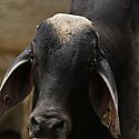 Productores agropecuarios veragenses reciben ayudas