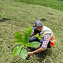 Inicia siembra de rboles como parte del Plan de Mitigacin Ambiental de proyecto vial en Chiriqu