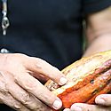 Realizan consulta sobre la reglamentacin de la ley del Cacao en Coln