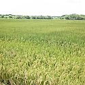 Garantizan fertilizantes para la próxima siembra de arroz