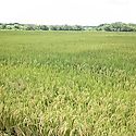 Garantizan fertilizantes para la prxima siembra de arroz