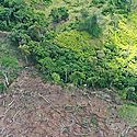 Tala de más de 180 hectáreas de bosque en Darién son juzgadas