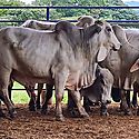 Productores agropecuarios santeos reciben ayudas del Gobierno Nacional