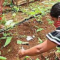 La cara ambiental de la Estrategia Colmena