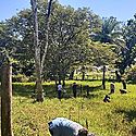 Comunidad de Montilla se suma a la restauracin forestal en Chiriqu