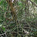 Las enredaderas perjudican a los bosques tropicales en Panam