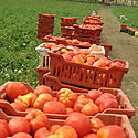Crean Comit Tcnico para evaluar daos a las plantaciones de tomate