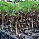 MiAMBIENTE auspicia proyectos de reforestacin en centros escolares de Chiriqu