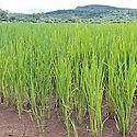 Más de 71 mil hectáreas de arroz se han sembrado en el país