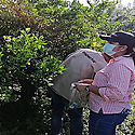 Detectan 37 focos positivos de la plaga Huanlongbing en Parita y Santa Mara