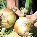 Productores piden hacer cumplir leyes si ocurre el desabastecimiento de cebolla