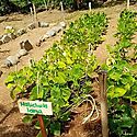 Bancos pblicos financiarn agricultura verde e inclusiva