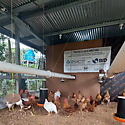 Proyecto de mejoramiento para galeras de pollo con el financiamiento de la SENACYT