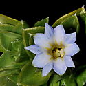 Descubren en Costa Rica nueva especie de planta