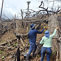 Bosques tropicales desaparecidos pueden recuperarse