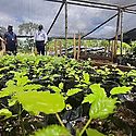 Panam pone en marcha vivero con capacidad de producir un milln de especies nativas