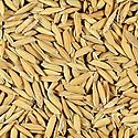 Gobierno garantiza 150 millones para produccin de arroz para vigencia presupuestaria 2023