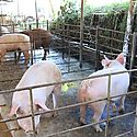 Entregan vehculos para reforzar la vigilancia la entrada de peste porcina