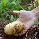 Panam impulsa la agricultura orgnica
