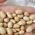 IMA apoya a pequeos productores en Herrera