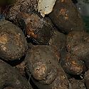 Productores de jengibre de Panam Este interesados en industrializar el producto
