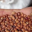15 milln de balboas destinar el Gobierno para la adquisicin de frijol vigna